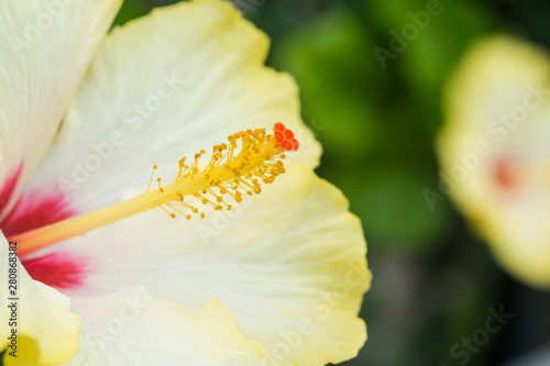 Close up cheery Yellow Hibiscus with copy space symbolizing tropical paradise photo