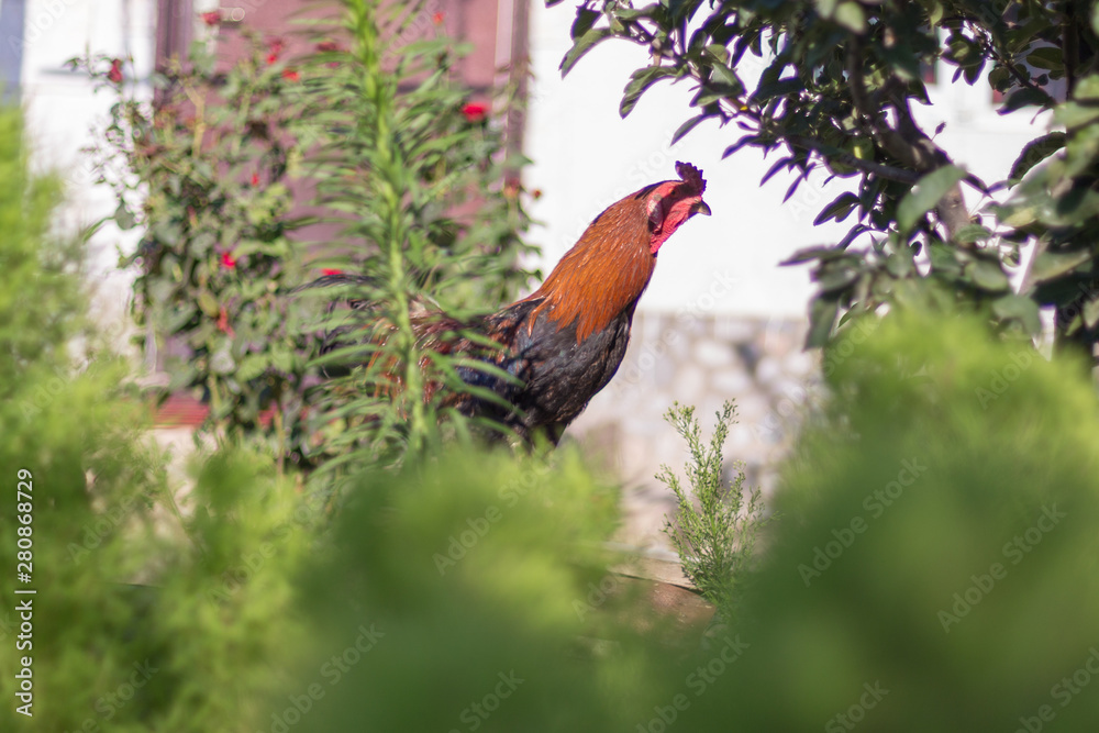 Fototapeta premium Beautiful black and red rooster wanders about in the farm