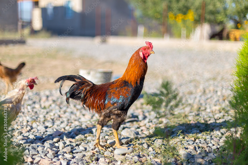 Fototapeta premium Beautiful black and red rooster wanders about in the farm