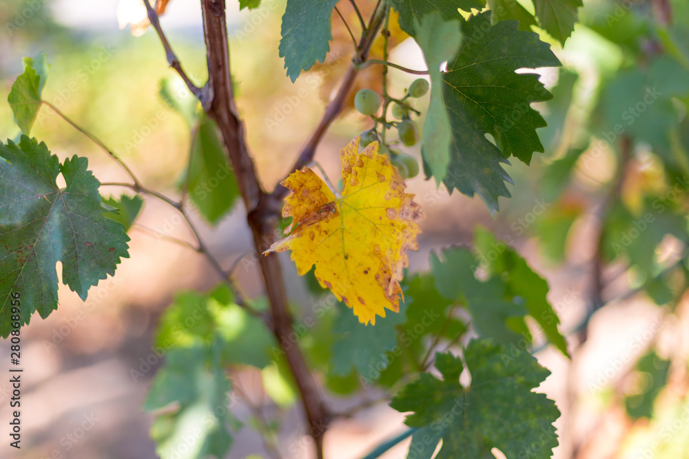 grape leaves - vineyard in sunny weather grape leaves - vineyard in sunny weather