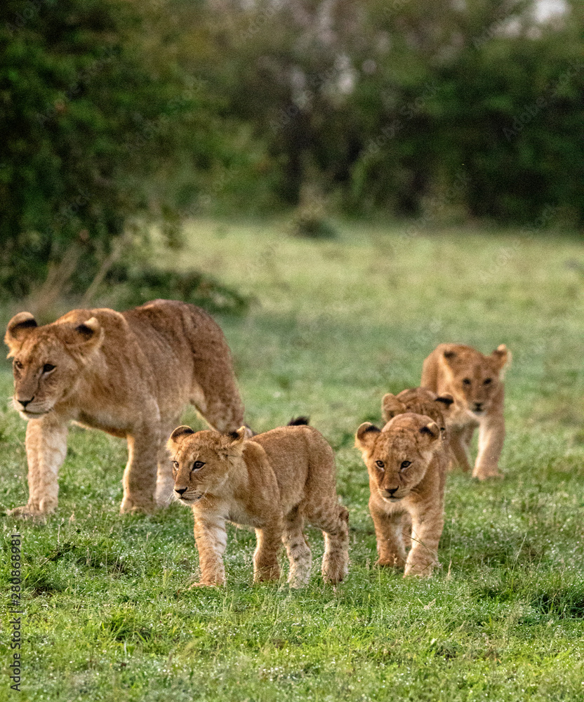 Fototapeta premium Lion Cub Line