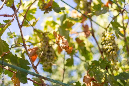 grape leaves - vineyard in sunny weather