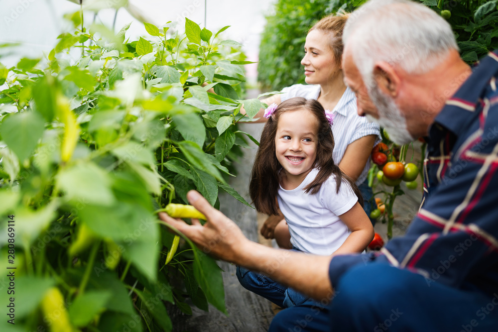 Obraz premium Grandfather growing organic vegetables with grandchildren and family at farm