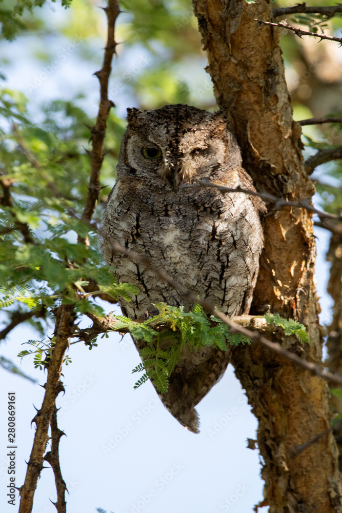 Little Owl Little Owl