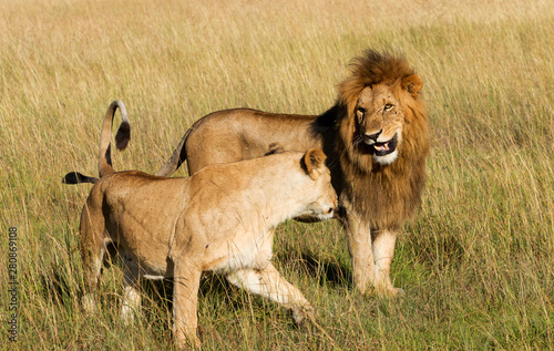 Lion Pair