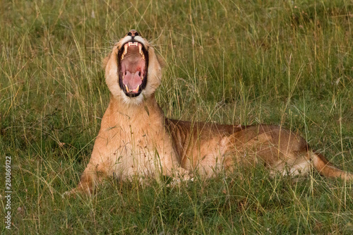 Photography Lioness Yawn