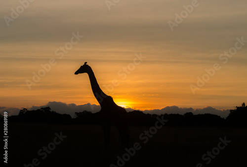 Lone Giraffe Sunrise Silhoutte © Calvin Booker