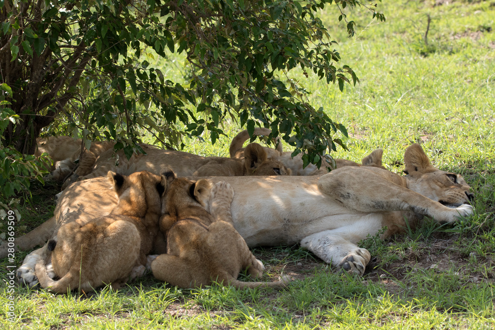 Fototapeta premium Dinner Time