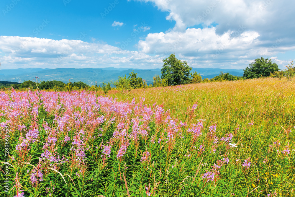 willow herb purple flowers on the meadow. beautiful nature scenery up high in the mountains. trees on the edge of a hill. sunny weather with fluffy clouds on the sblue sky