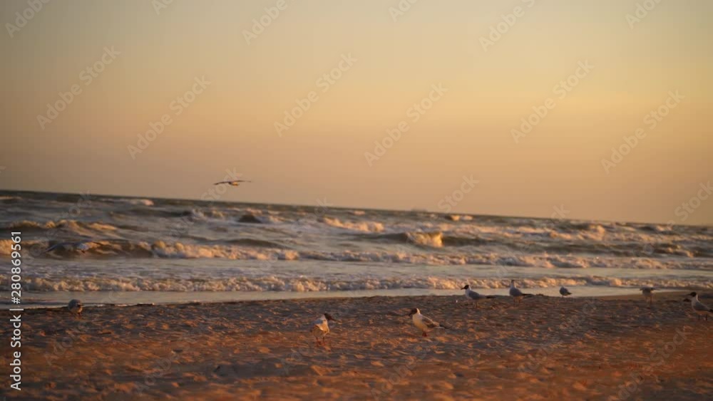 Motion of seagulls on shore on the foamy sea waves background at sunset. Many seagulls flying into the empty beach to find some food in the evening. Motion of seagulls on shore on the foamy sea waves background at sunset. Many seagulls flying into the empty beach to find some food in the evening.
