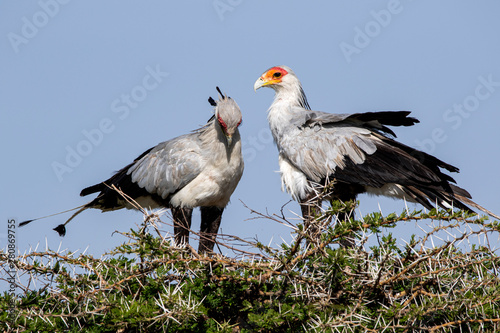 Secretary Bird Pair