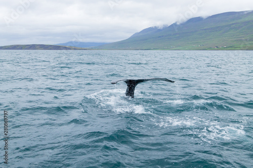 Whale watching from Akureyri, Iceland. Whale in nature