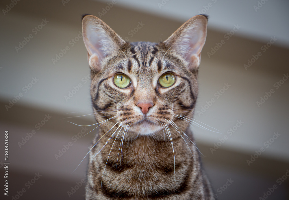 Beautiful headshot of an ocicat cat with green eyes. 