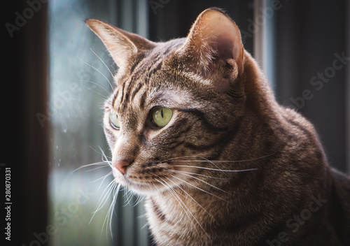 Fotografía Beautiful headshot of an ocicat cat with green eyes.
