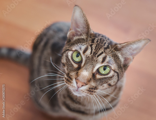 Photography Beautiful headshot of an ocicat cat with green eyes.
