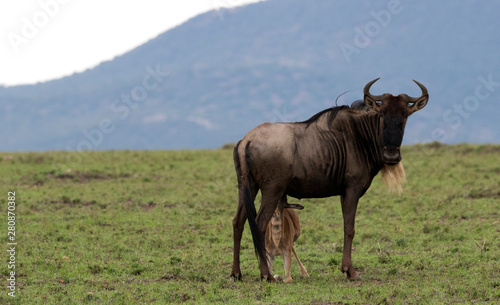 Wildebeest Mother © Calvin Booker