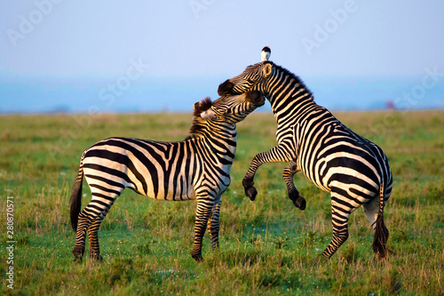Zebras Playing