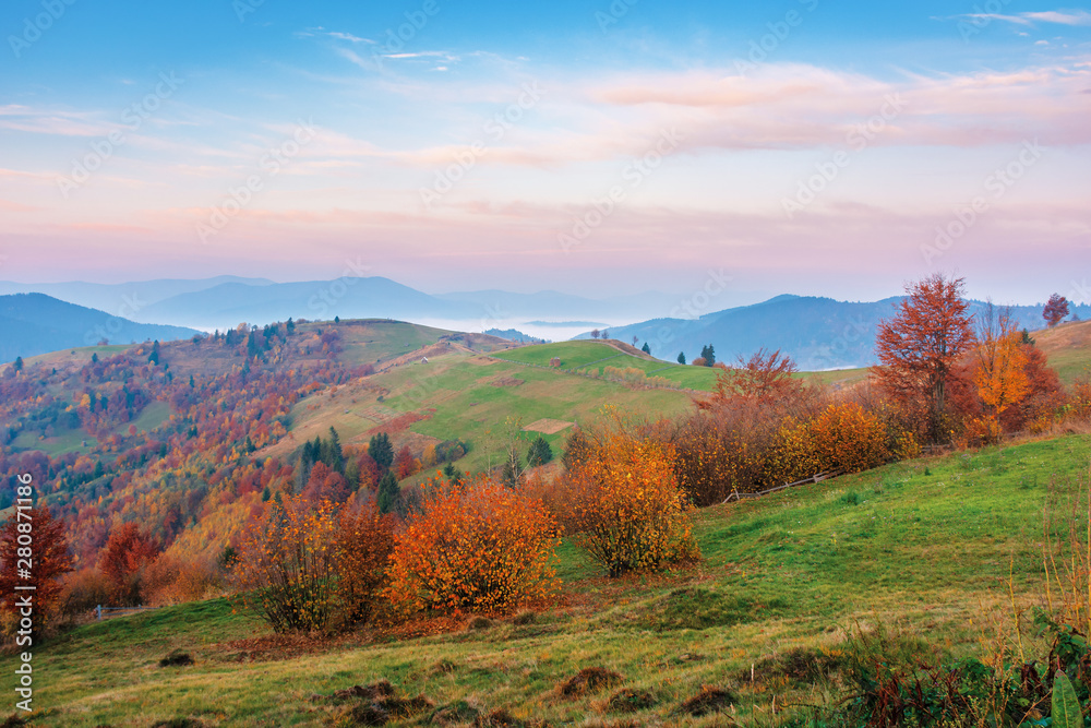 rural area in mountains at dawn. beautiful countryside autumn scenery. trees on rolling hills in fall foliage. clouds above the distant ridge an foggy valley. gorgeous purple sky rural area in mountains at dawn. beautiful countryside autumn scenery. trees on rolling hills in fall foliage. clouds above the distant ridge an foggy valley. gorgeous purple sky