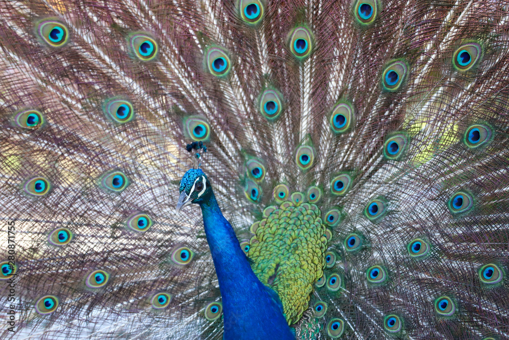 Obraz premium peacock with feathers out