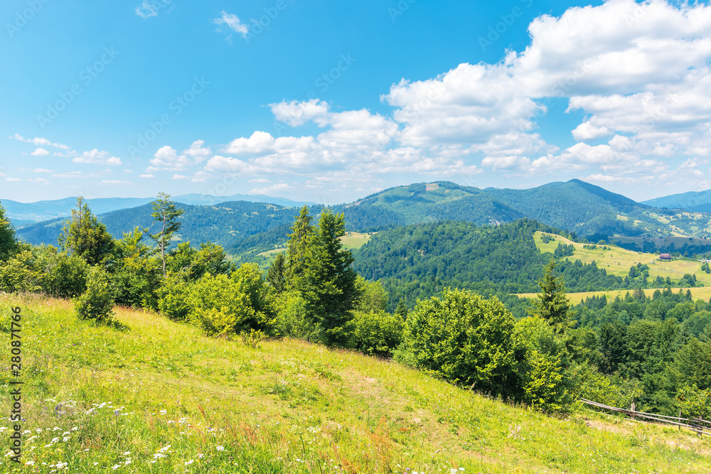 Fototapeta premium wonderful summer afternoon in mountains. trees on the hill in green foliage. sunny weather with fluffy clouds on the sky. traditional carpathian countryside landscape with rolling hills