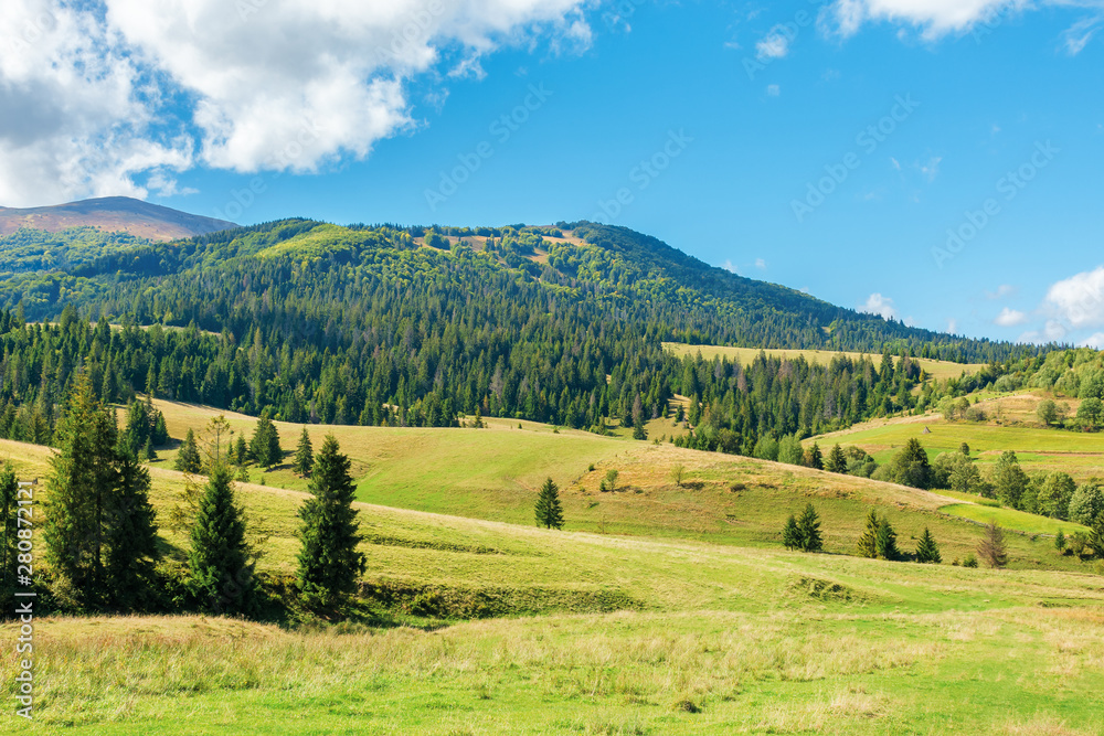 wonderful autumn afternoon in mountains. spruce trees on the rolling hills. sunny weather with puffy cloudscape on the blue sky. carpathian countryside landscape of borzhava ridge