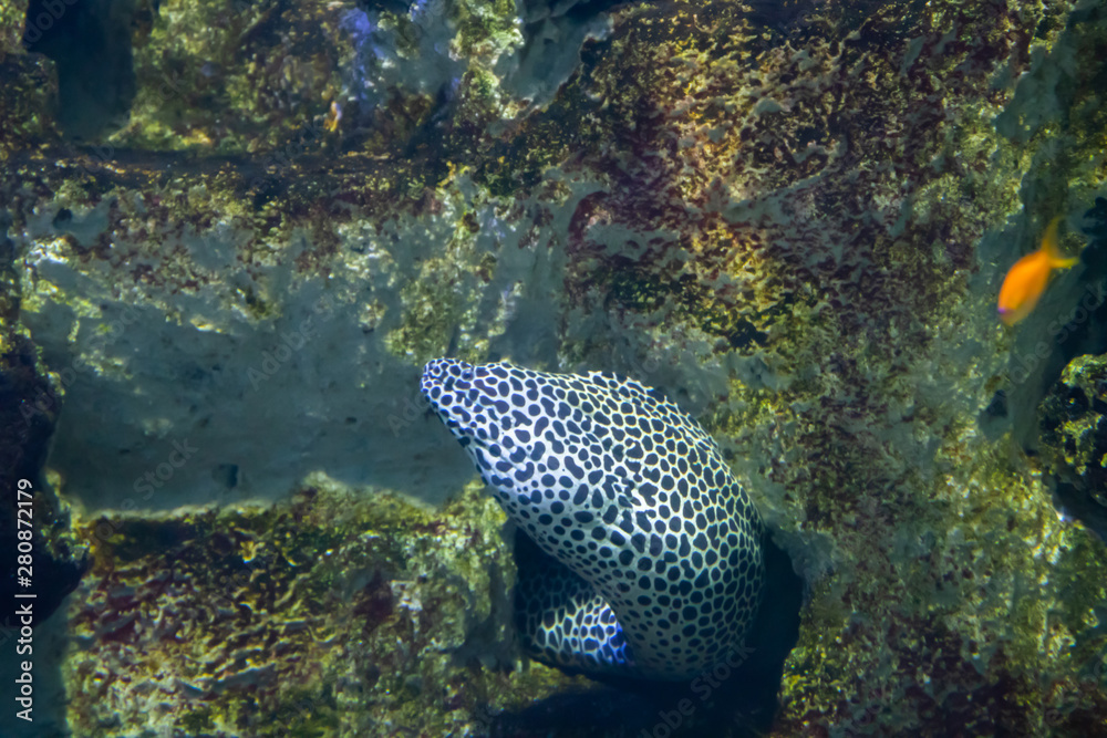 Laced moray, also known as the leopard moray. Laced moray, also known as the leopard moray.
