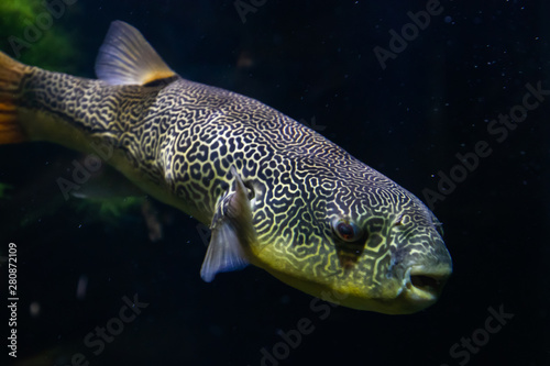 The Salt Water Puffer fish close-up underwater