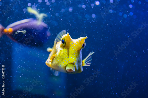 Longhorn cowfish, latin name Lactoria cornuta, also called the horned boxfish. Its primary habitat is coral reefs in lagoons, on reef flats photo