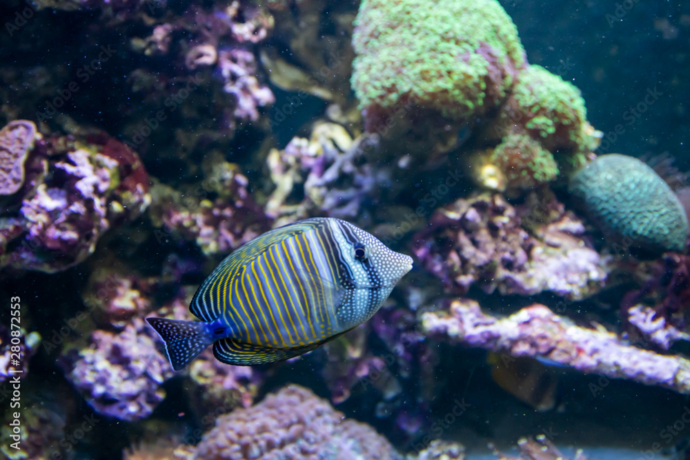 Blue Tang Surgeon Fish - Paracanthurus hepatus. Wonderful and beautiful underwater world with corals and tropical fish.