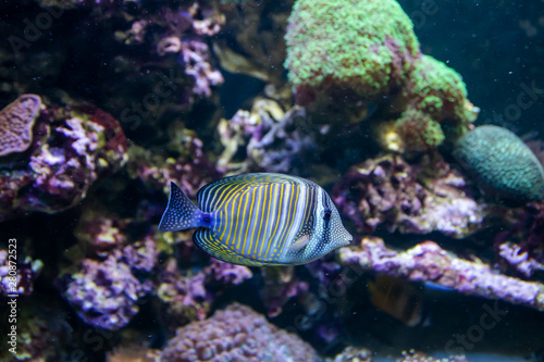 Blue Tang Surgeon Fish - Paracanthurus hepatus. Wonderful and beautiful underwater world with corals and tropical fish.