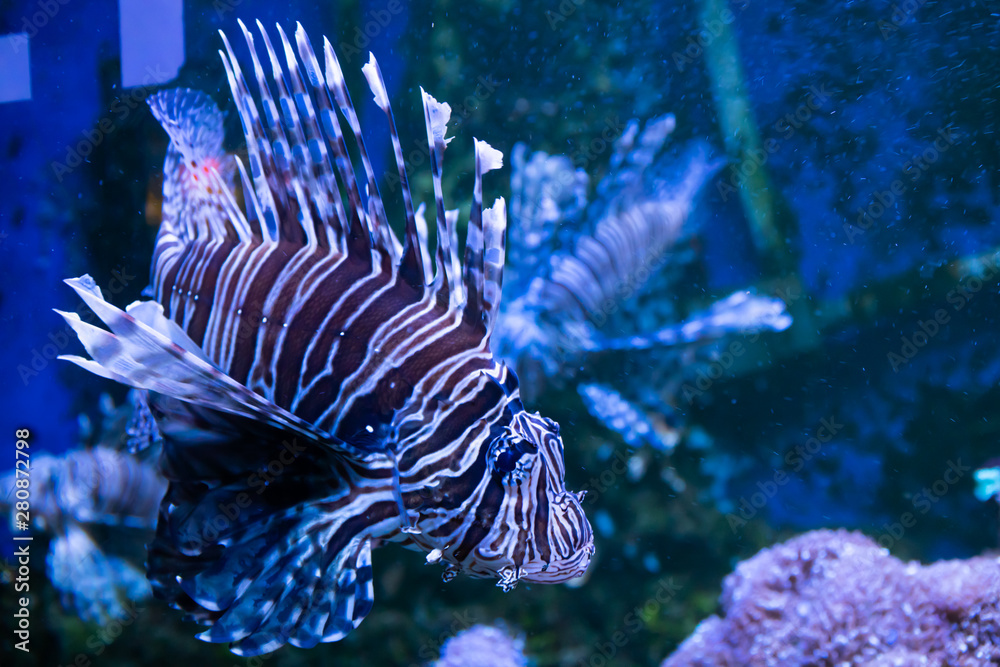 Lionfish. Wonderful and beautiful underwater world with corals and tropical fish. Lionfish. Wonderful and beautiful underwater world with corals and tropical fish.