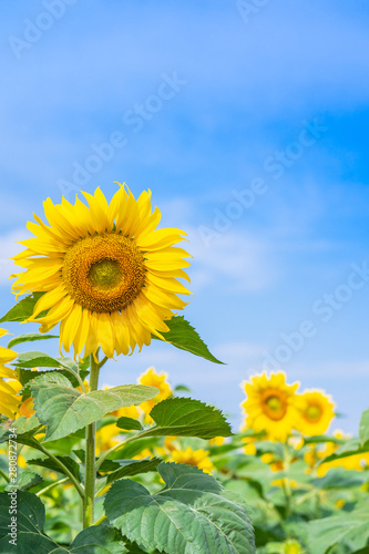 Sunflower blooming in field