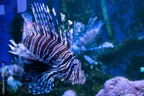 Lionfish. Wonderful and beautiful underwater world with corals and tropical fish. photo