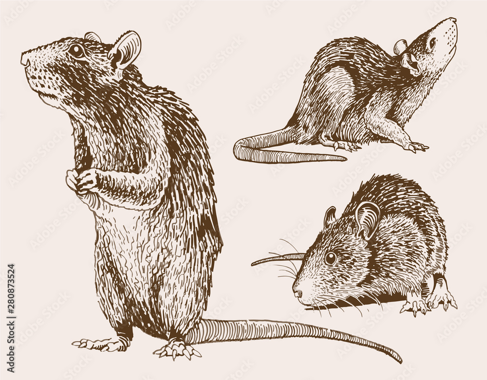 Graphical set of rats, vintage illustration, rodents Stock Vector 