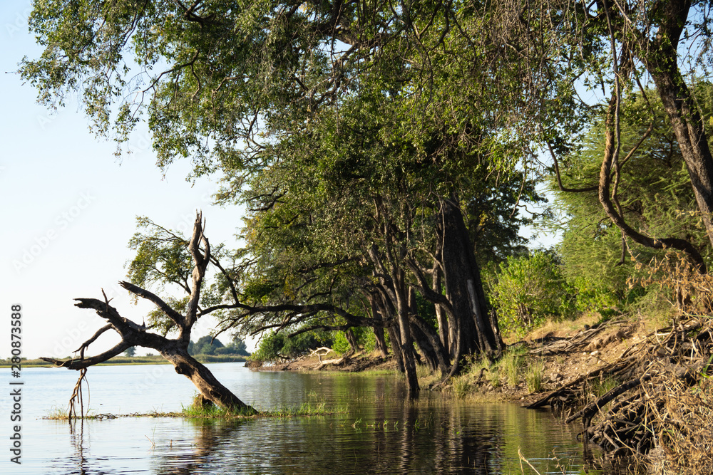 chobe river chobe river