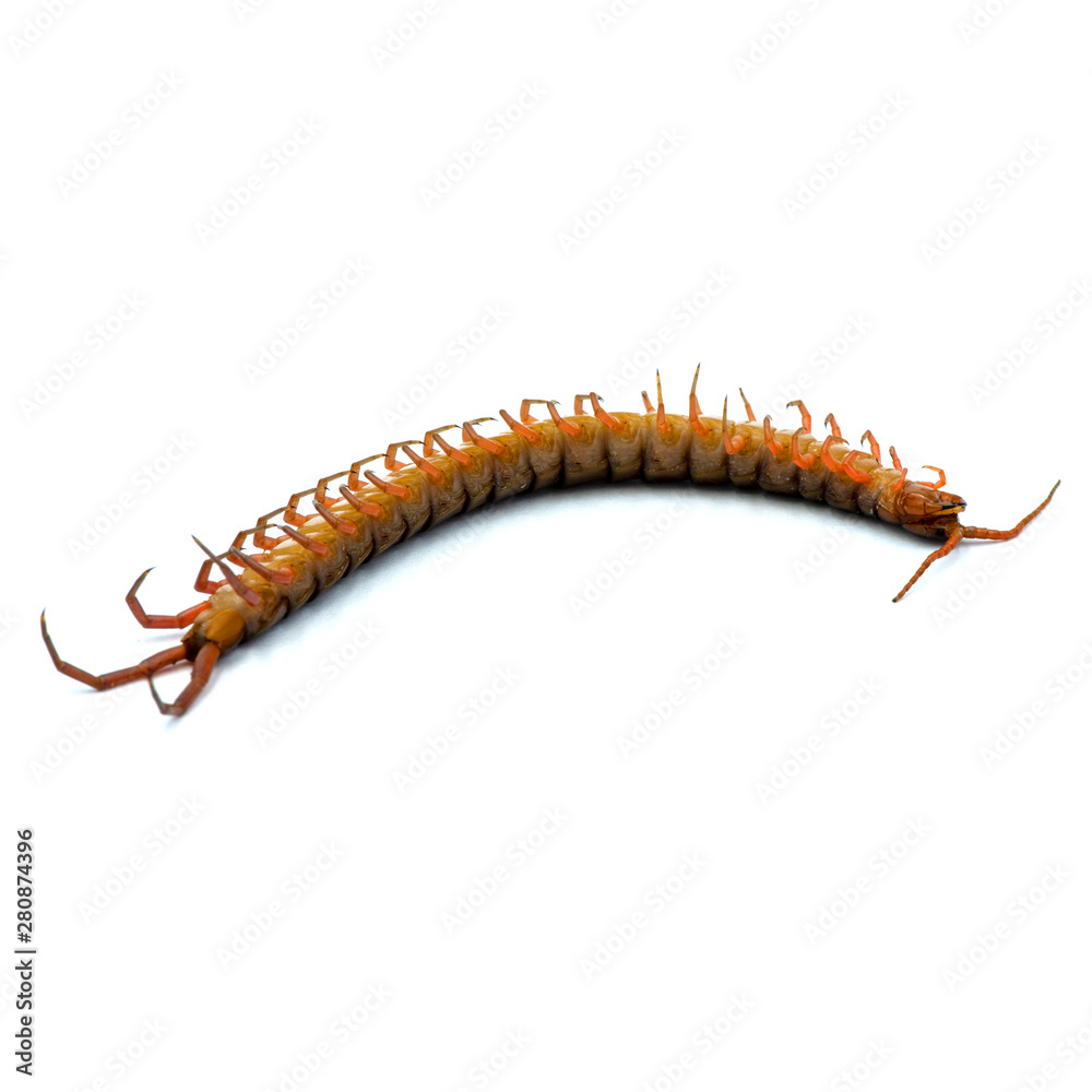 centipede isolated photography on the white background centipede isolated photography on the white background