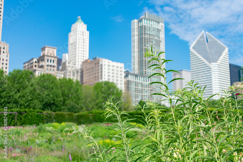Green Native Plants at a Downtown Chicago Park with Skyscrapers during Summer © James