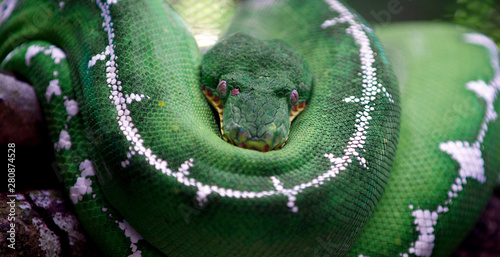 green snake photo