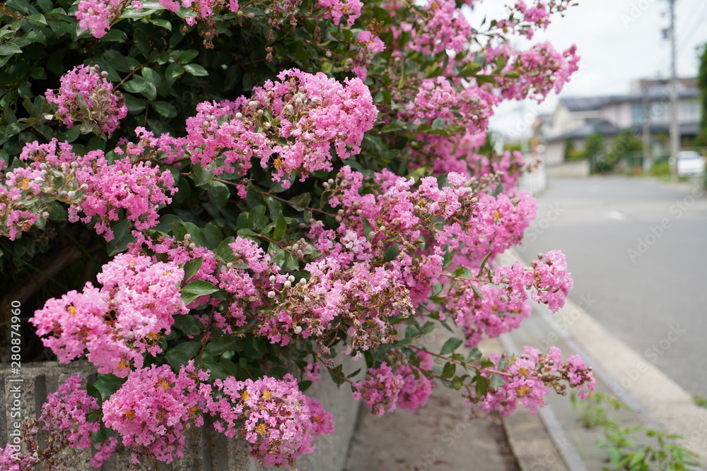 custom made wallpaper toronto digital初夏に咲く花