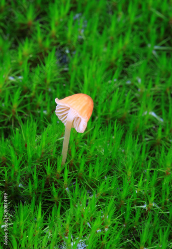 Low Angle View Of  Small Mushrooms
