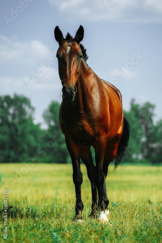 A brown horse looking at the camera with head raised