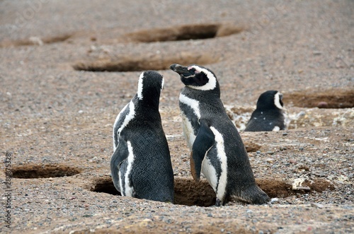 Magellan Penguin at Punta Tombo Reserve, Argentina. One of the largest Penguin Colony in the world, Patagonia