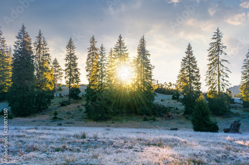 spruce trees on the hill at sunrise. beautiful autumn nature scenery of apuseni natural park. hazy weather with bright blue sky and clouds. grass in melting hoarfrost