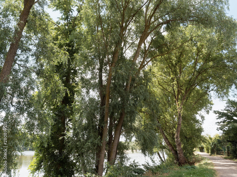 Fototapeta premium Paysages bucoliques de la Loire en Touraine. Sentier de promenade le long des berges