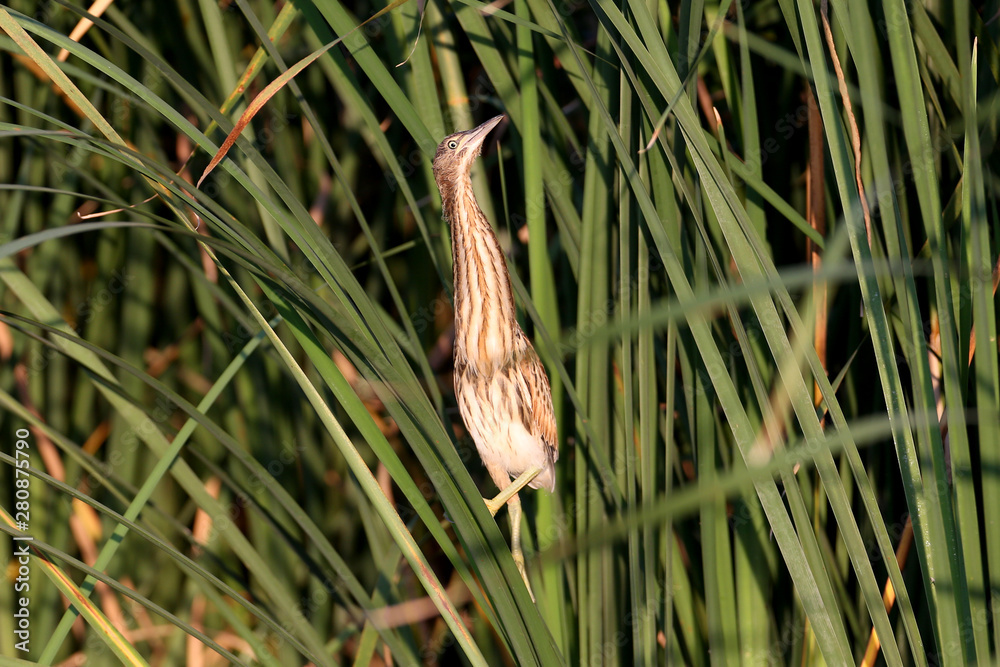 Obraz premium Common little bittern (Ixobrychus minutus) chicks sit on reed stalks in the soft morning light.