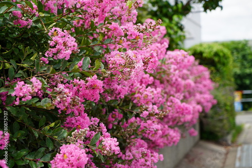 Fototapeta Naklejka Na Ścianę i Meble -  初夏に咲く花