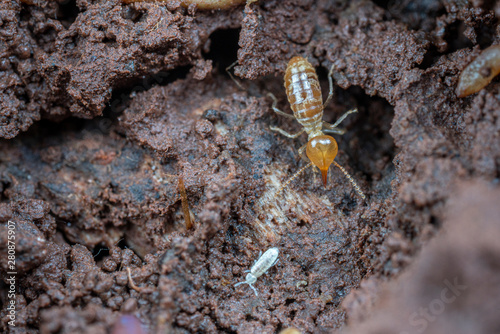 Soldier caste Nasutitermes, a species of tree termite found in the tropics