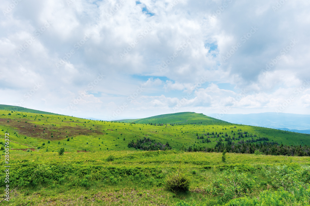 beautiful summer scenery on a cloudy day. trees near the distant summit. green grassy rolling hills of runa mountain, transcarpathia, ua beautiful summer scenery on a cloudy day. trees near the distant summit. green grassy rolling hills of runa mountain, transcarpathia, ua