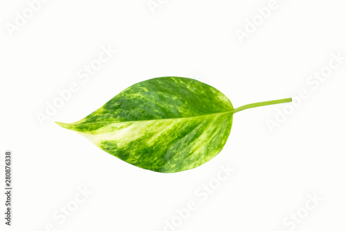 Isolated leaves on the white background.Jack leave,Fresh leaves.