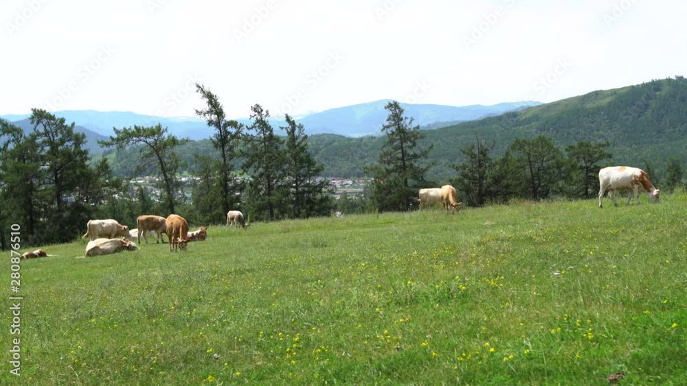 Cows graze in a meadow in the mountains Cows graze in a meadow in the mountains